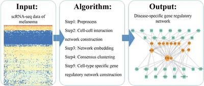 Single-Cell Transcriptome Analysis in Melanoma Using Network Embedding